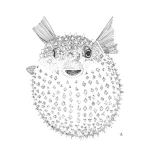 Pufferfisch Zeichnung