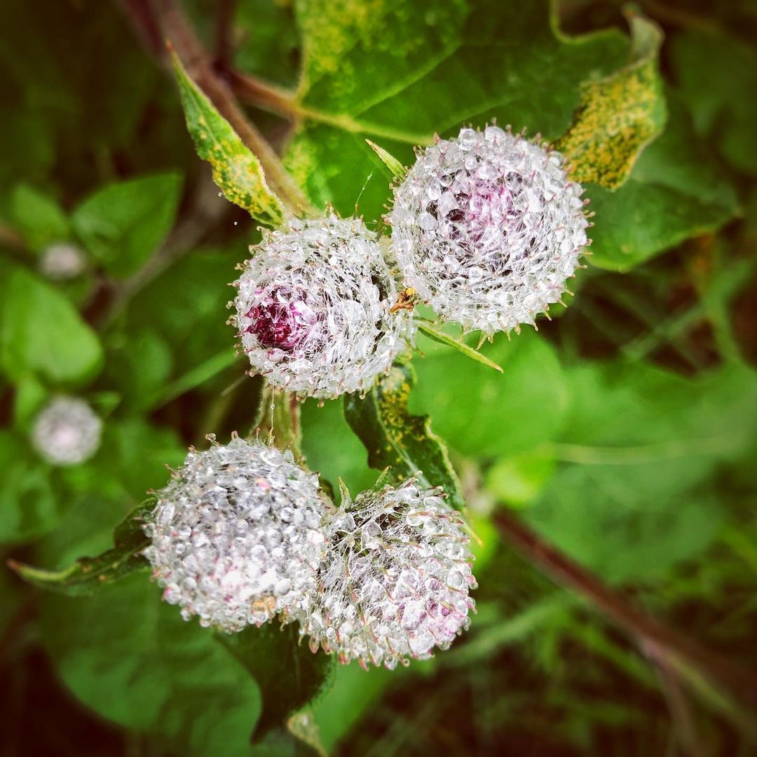 Plants being their beautiful self, as an image to represent the question of what the meaning of life is.