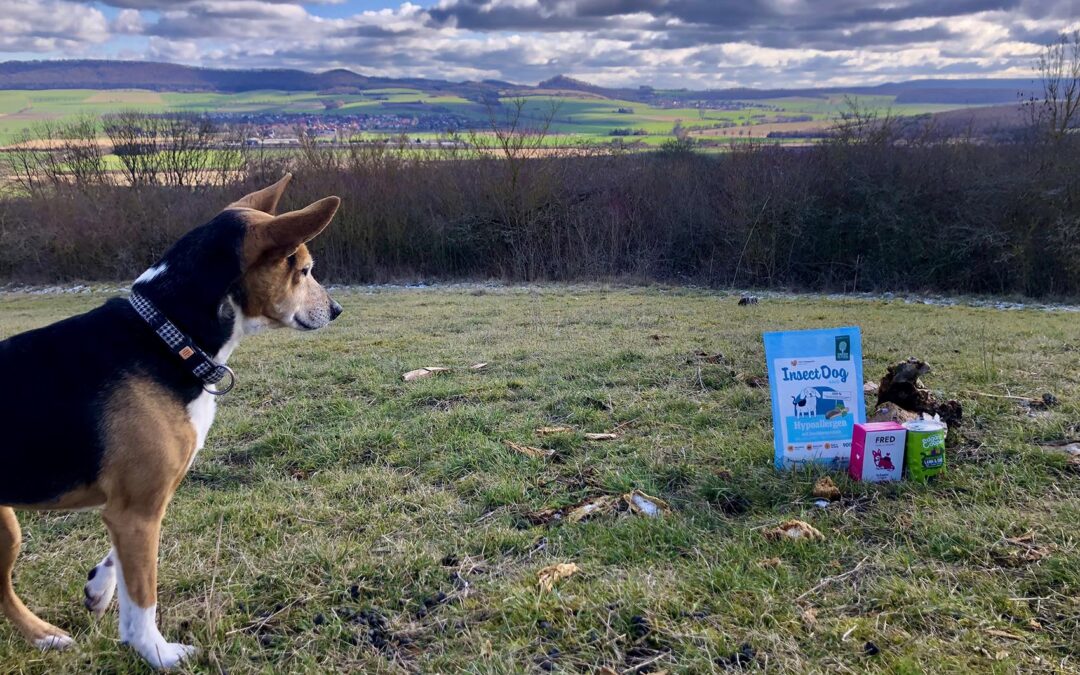 We’ve Tested 3 Sustainable Dog Food Brands – This Is What We Found Out!